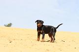 ROTTWEILER 083